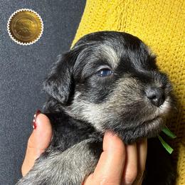 Tucker - Black and silver male Miniature Schnauzer puppy in Frankford, Delaware from Miniature Schnauzers of Delmarva