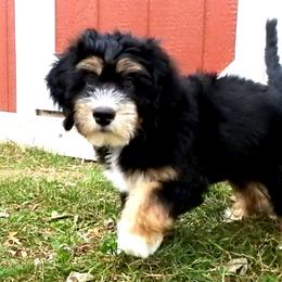 Bernedoodle, Goldendoodle, and Sheepadoodle Puppies from Country Meadow Doodles
