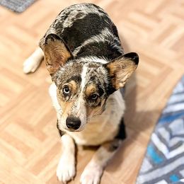 American Corgis and Pembroke Welsh Corgis from K&S Corgis