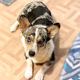 American Corgis and Pembroke Welsh Corgis from K&S Corgis