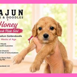 1400.00 Honey: Dark Pink Collar - Apricot female Goldendoodle puppy in Raceland, Louisiana from Cajun Doodles