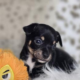 Neo (Neopolitan) - Black and tan male Chihuahua puppy in Plainfield, Indiana from Abby's Pampered Pooches