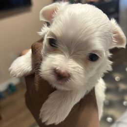 Noah - White male Maltese puppy in Hephzibah ( Richmond County ), Georgia from Healing Pawz LLC
