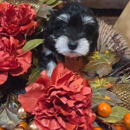 Blackberry - Black female Maltipoo puppy in Sidney, Maine from Snow Pond Farm
