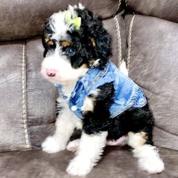 Bernedoodles and Cavapoos from Sugar Doodles Pups