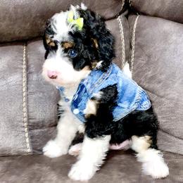 Bernedoodles and Cavapoos from Sugar Doodles Pups