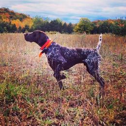 German Shorthaired Pointer All Grown Up from Mull Valley Kennel