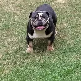 English Bulldog and French Bulldog All Grown Up from Blue Rover Bullies