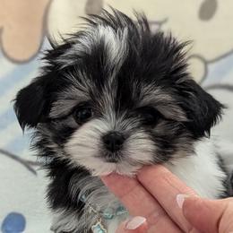 Prince Charming - Piebald male Morkie puppy in Eureka, California from Bratpack Babydolls