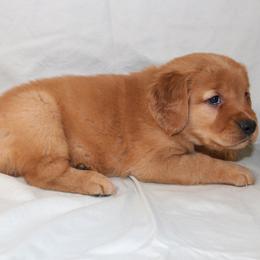 Chai - Dark golden male Golden Retriever puppy in New Weston, Ohio from Bertke AKC Golden Retrievers and Bernese Mountain Dogs