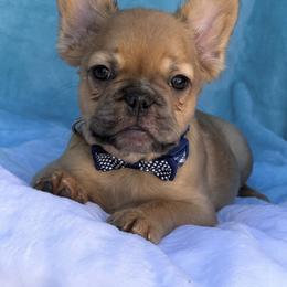 Flynn - Fawn male French Bulldog puppy in Hemet, California from Bowman Pups