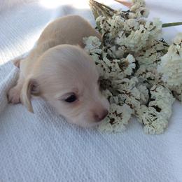 Scary - Cream female Dachshund puppy in Sebring, Florida from Mini Weenies