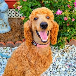 Candy - Poodle