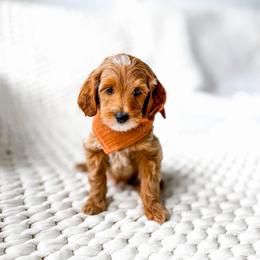 Aston - Red  male Goldendoodle puppy in Springville, Utah from Happy Doodle