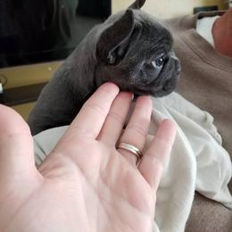 French Bulldog Puppies from Ginny's Frenchie's