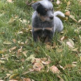 Waylon - Blue male Australian Cattle Dog puppy in Billings, Montana from Sugarloaf French bulldogs and Australian cattle dogs