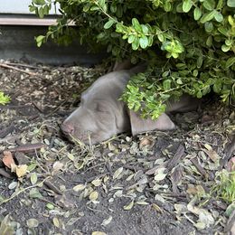 Weimaraner Puppies from Baird Weims - AKC registered