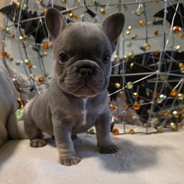 Hazel - Blue female French Bulldog puppy in Columbia Falls, Montana from Glacier French Bulldogs of Montana