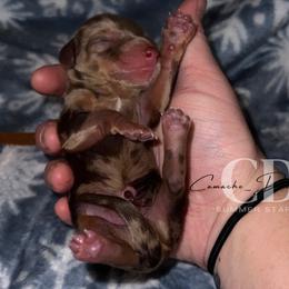 Dachshund Puppies from Camacho_Dachshunds
