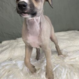 Italian Greyhound Puppies from Kentucky Greyhounds