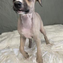 Italian Greyhound Puppies from Kentucky Greyhounds