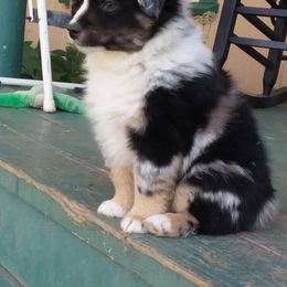 Miniature Australian Shepherd Puppies from LongMile Aussies