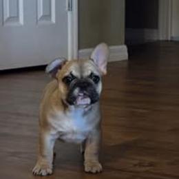 French Bulldog Puppies from Reds Frenchies