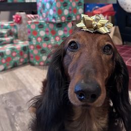 Dachshunds from Hatadox