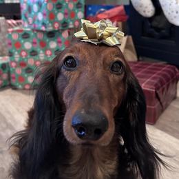 Dachshunds from Hatadox