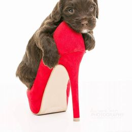 Cockapoo Puppies from Eden Dog