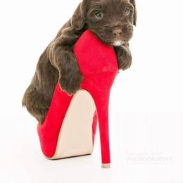 Cockapoo Puppies from Eden Dog