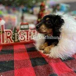 Dachshund Puppies from M.H.P Dachshunds