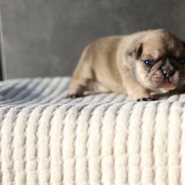 French Bulldog Puppies from The Midwest Frenchies