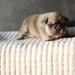 French Bulldog Puppies from The Midwest Frenchies
