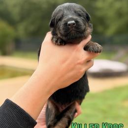 Killer Kroc - Black and red male German Shepherd puppy in Canton, Texas from WILDWOOD GERMAN SHEPHERDS