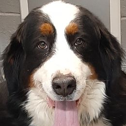 Gretta - Bernese Mountain Dog