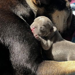 French Bulldog Puppies from K&J Frenchies