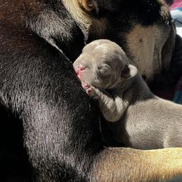 French Bulldog Puppies from K&J Frenchies