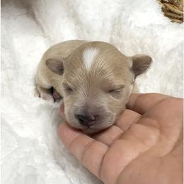 Franco - Apricot male Maltipoo puppy in Spring, Texas from GlamPaw Maltipoos