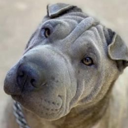 Dinah - Chinese Shar-Pei