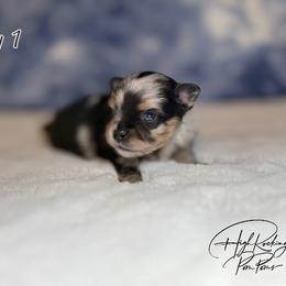 Boy 1 - Blue merle male Pomeranian puppy in Fort Jones, California from High Rocking Pom Poms