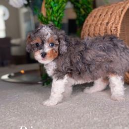 Rio - Merle female Bernedoodle puppy in West Jordan, Utah from Doodles Friend