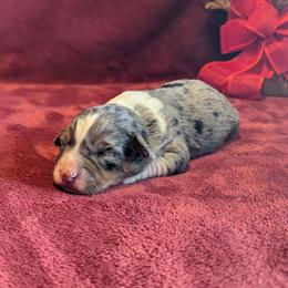 Rosie - female Australian Mountain Doodle puppy in Winchester, Virginia from Morningstar Goldendoodles