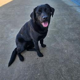 Luna - Black female Labrador Retriever puppy in Elk Grove, California from Labrador Trails