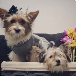 Rottweilers and Yorkshire Terriers from X Marmol House