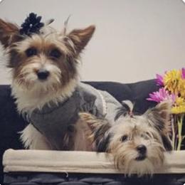 Rottweilers and Yorkshire Terriers from X Marmol House