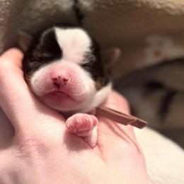 Little Tallulah - Parti female Yorkshire Terrier puppy in Hope, Indiana from DJ Yorkies