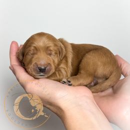Balsam (dark green collar) - Apricot male Goldendoodle puppy in Murrieta, California from Apricot Poodles & Goldendoodles, LLC