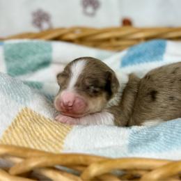 Boba - Dapple male Dachshund puppy in Boon, Michigan from Michiana Dachshunds