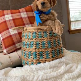 Golden Retriever, Goldendoodle, and Sheepadoodle Puppies from Farmstead 51
